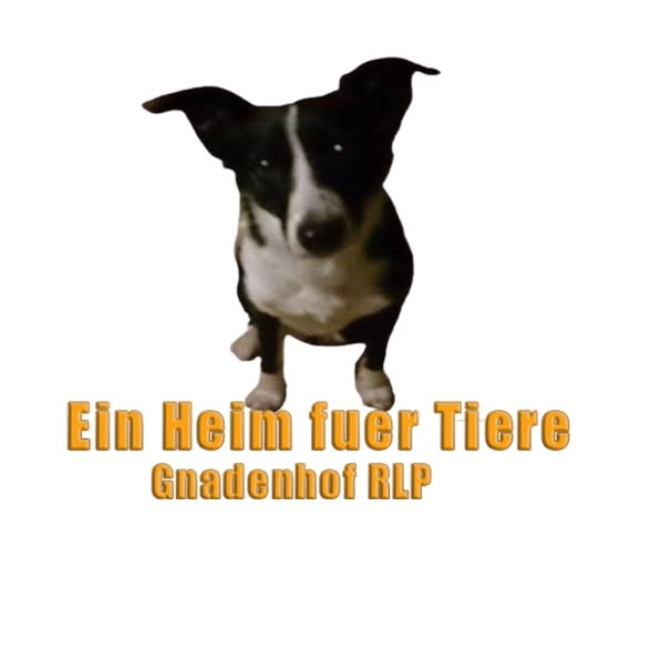 Tiere