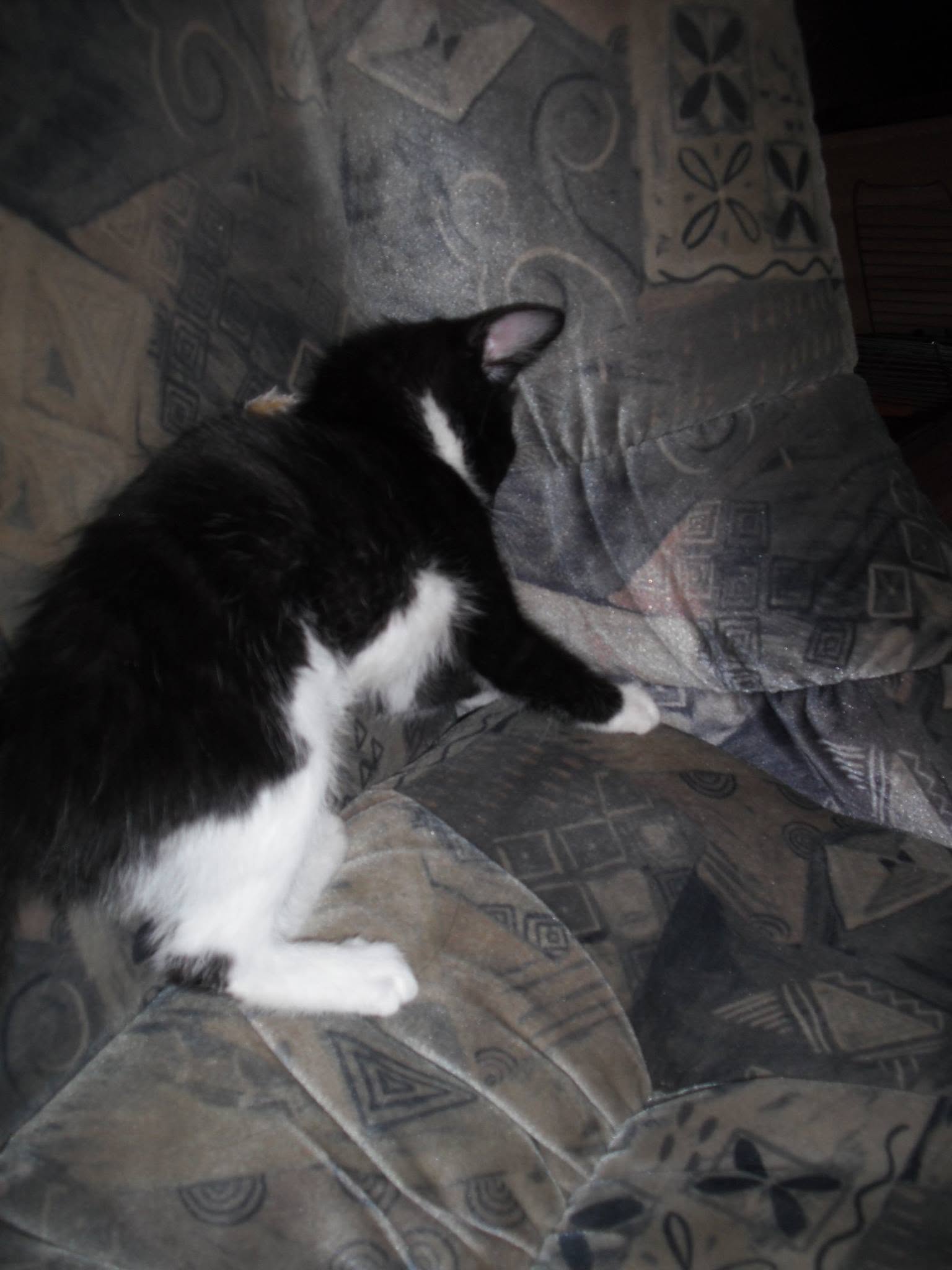 Felix am chillen